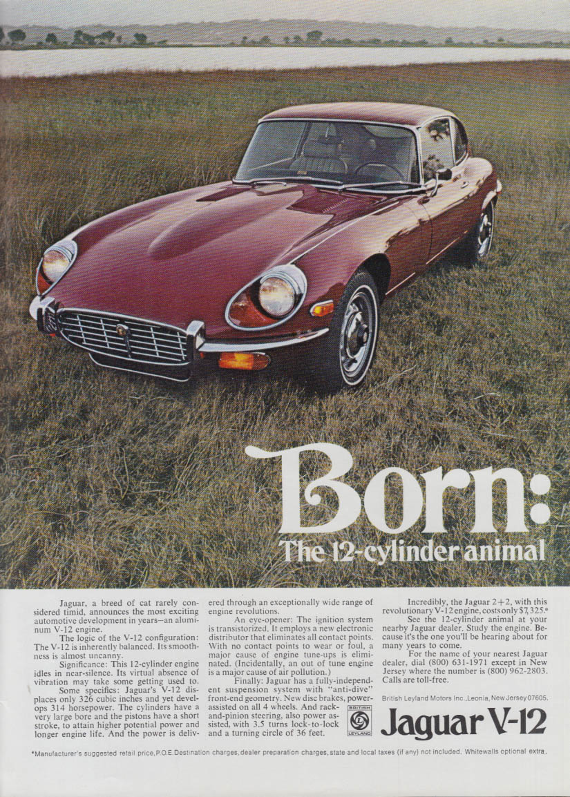 Image for Born: The 12-cylinder animal Jaguar XK-E V-12 ad 1971 NY
